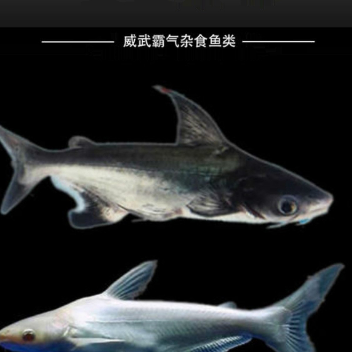 淡水鲨鱼活体虎鲨观赏鱼大型虎头鲨蓝鲨白化鲨鱼龙鱼配鱼