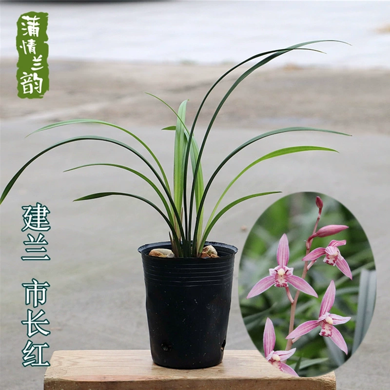 Рассада орхидей с бутонами летом и осенью Jianlan мэр красные цветы в горшках гостиная спальня офис зеленые растения Цветущие растения