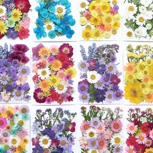 ɻֹdiyѺֲ~˱N~bȻ滨