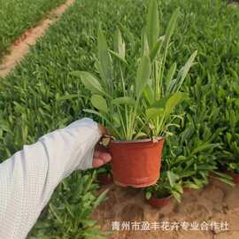 批发 草花花卉种子 大花金鸡菊 重瓣金鸡菊 基地生产 鲜切花