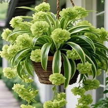 【四季开花】金心金边大花吊兰驱蚊四季开花大花浓香型花卉盆栽