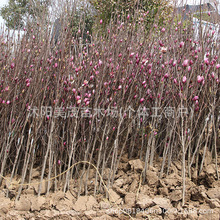 基地玉兰花树苗红玉兰白玉兰树苗绿化苗木风景树苗紫玉兰景观树