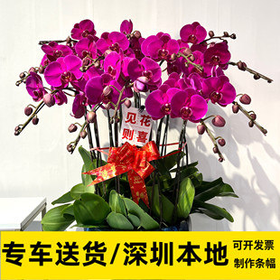 Shenzhen Butterfly Orchid Indoor Potted Plant Office Hotel Front Desk Guest Hall Orchid Opening Housewarming Gift