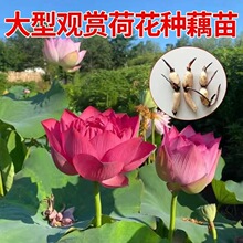 �^�p�ɻ��Nź����ɏź�N��ɻ�����ˮ�B˯ɏ�ļ��_����ɏˮ��ֲ��