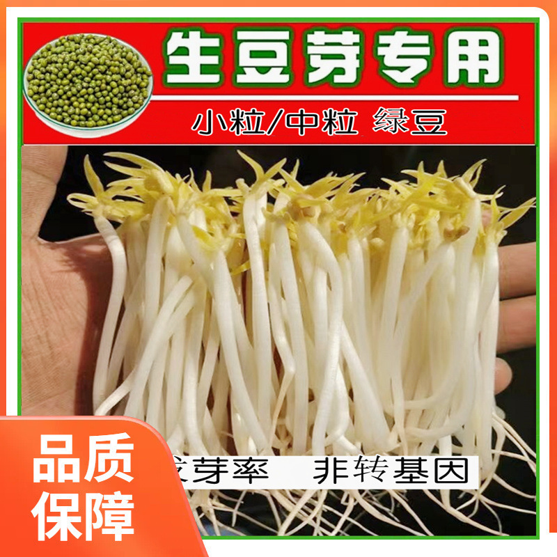 ll发豆芽绿豆生豆芽长绿豆芽小粒中粒水培发芽豆可食|undefined