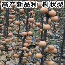 ���������ּt���uצ�����޽���Ʒ�N������ϱ����Nֲˮ�������