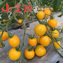 СʺؐؐСѷNӳ}Ůѷ۹ļ̨߲Է