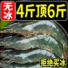 【无冰款特大大号】海捕青岛大虾新鲜海虾冷冻鲜活水产对虾大白虾