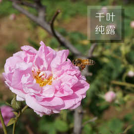 化妆品级玫瑰纯露 2026蒸馏头道饱和不提精油原料千叶玫瑰纯露