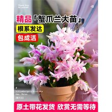 зצ�m���Ԏ������ذ��҃Ȼ��ܾGֲ�ļ��_����ֲ��͏d�҃�������