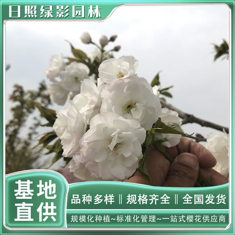6cm Baomiao Сакура рыночная цена саженцев Green Shadow Garden Sakura прямые продажи с места происхождения Baomiao Sakura базовые прямые продажи