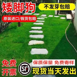 Grass Seed Lawn Brick Parking Lot Lawn Seed Not Pruning Low and Resistant to Step Grass Planting Grass Brick