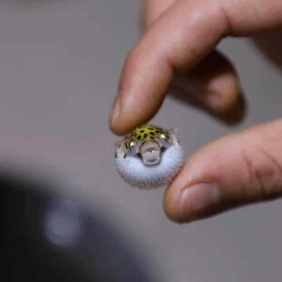 ��ˮͧ�����޵�ˮС����С���^�p�~����Ķ��Ӻ��B�ͻ��ɿ�������