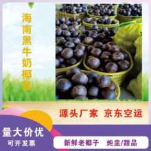 厂家直发椰皇海南椰皇抛光椰子炖盅新鲜老椰子新鲜现货不包邮