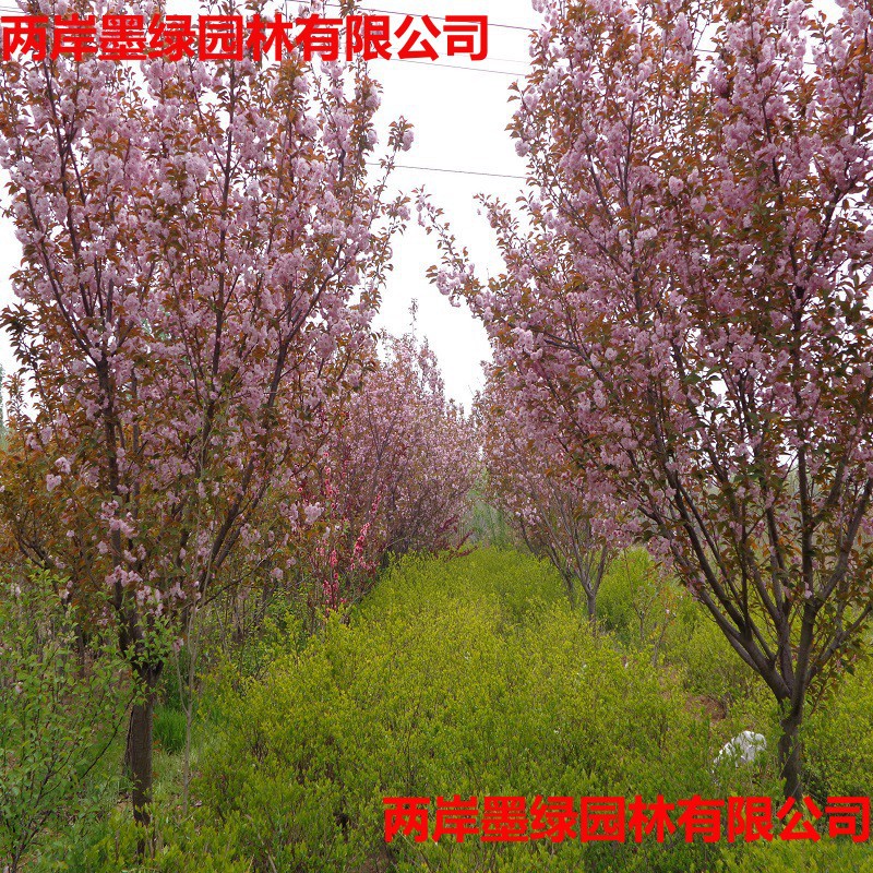 供应樱花 泰安日本晚_主图04