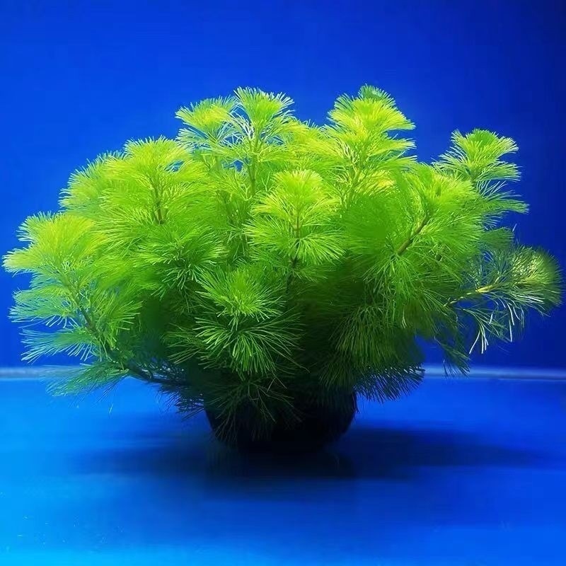 绿菊坨草增氧球形水草一整套斗鱼鱼缸造景无需底砂净化水质|undefined