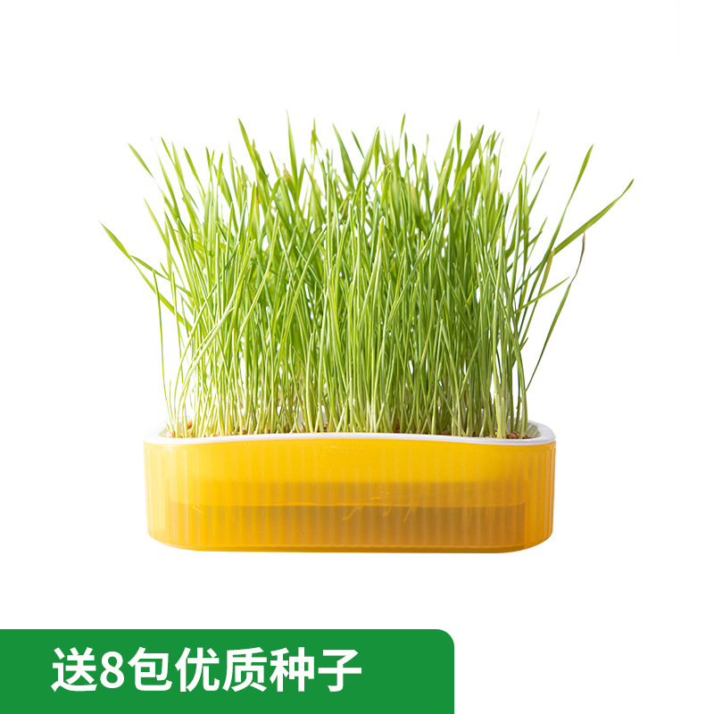 노란색(1박스 + 씨앗 8팩 포함)