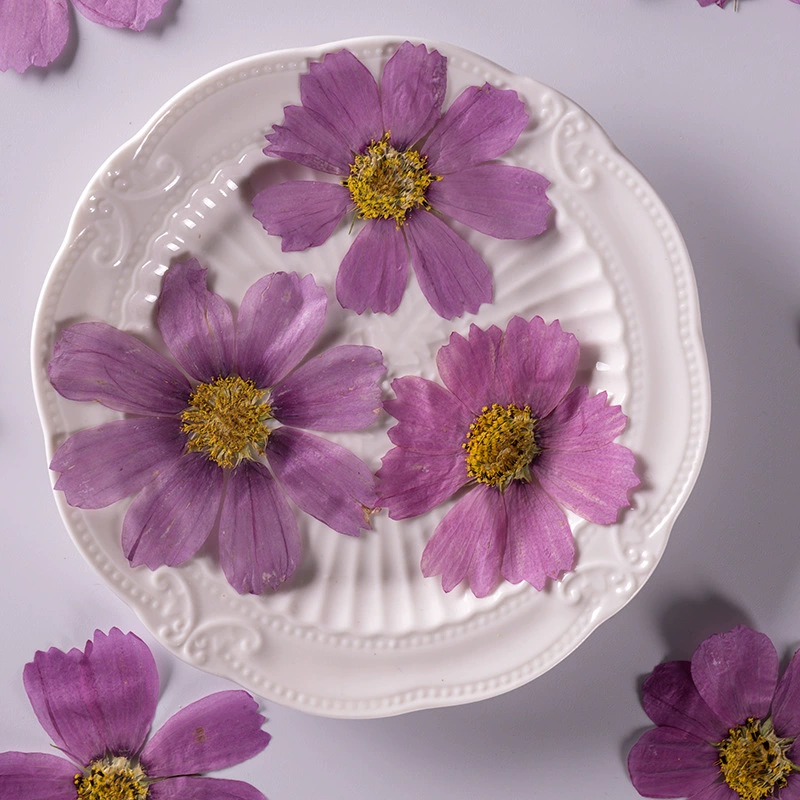 Гесанг цветок сушеный цветок тиснение материал DIY настоящий цветок растение образец Закладка креативное украшение лица сушеный цветок