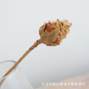 ���䳲���ɻ����M����ʽ��ˇ�͹���Ȼ�廨�ɘ�֦�ҾӘӰ��g�b�