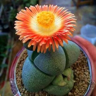 Yuanbao Green Emperor Jade Stone Flower Succulent Plant Potted Plant Novice Easy to Raise Apricot Family Succulent Office Flowers and Green Plants