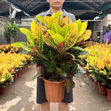 ׃�~ľ�����҃�ͥԺ�����߲�׃ɫľ�ļ��͟���~���״��Gֲ�G����