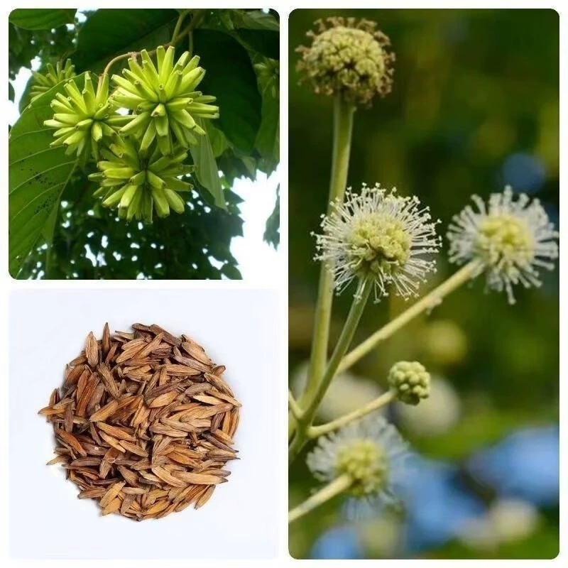 Оптовые поставки лесных семян, семян баньян, семян кассии, уличных деревьев для зелени, лесных саженцев, семян деревьев