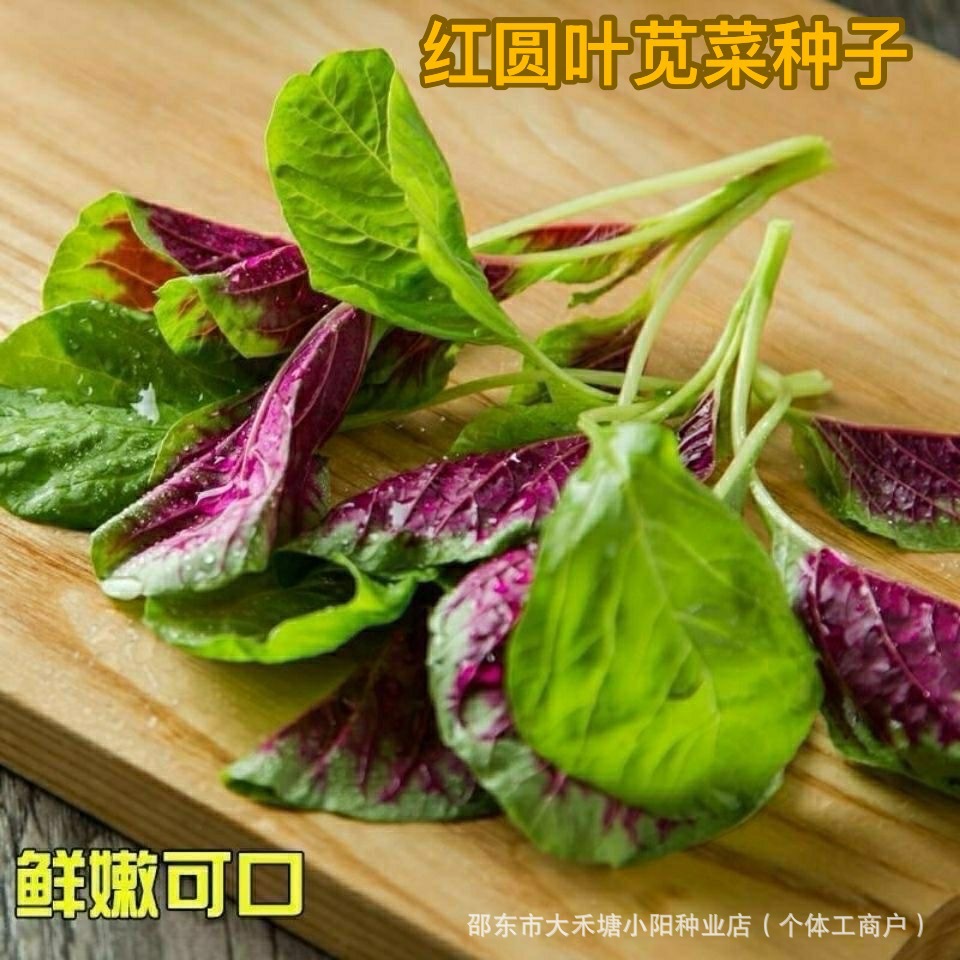 红圆叶苋菜种子大红圆叶苋菜种子红苋菜种子栽蔬菜种子花红苋菜种