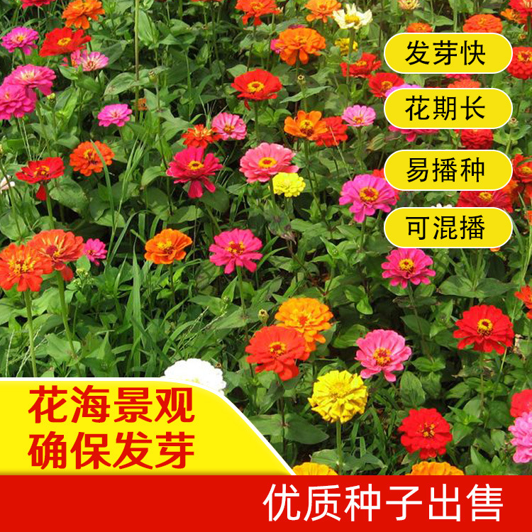 实体店批发草花种子 百日花 百日草种子 单色百日草 支持到付|ms