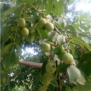 ���y��������Ҙ��m ����^ ������ �����m ����Y���ϱ����Nֲ