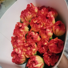 康乃馨云南昆明基地直发水养鲜花真花家用花束母亲节送礼鲜花批发