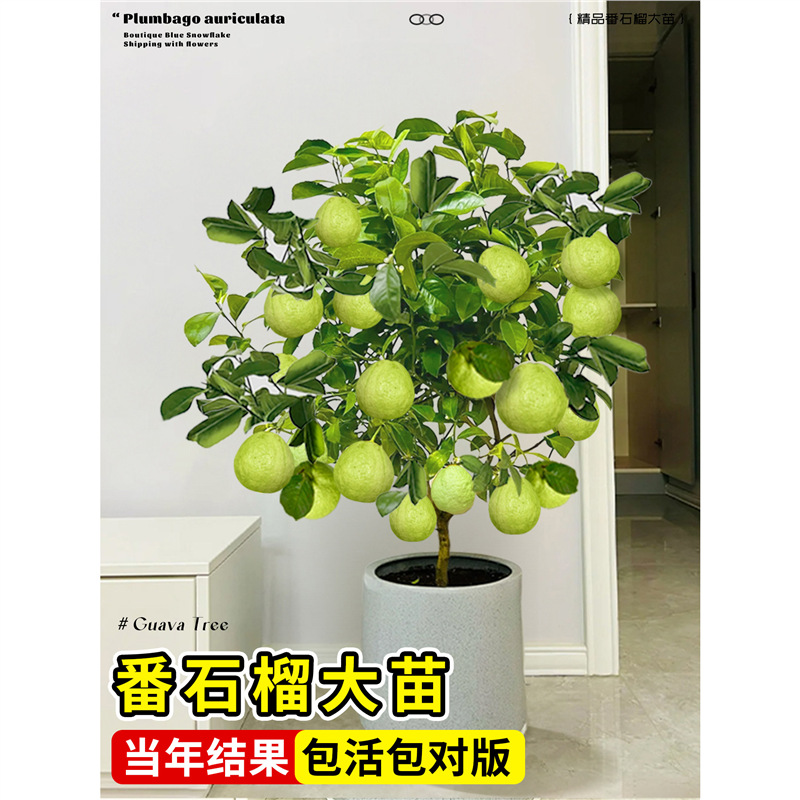 番石榴果树苗红心芭乐树苗庭院盆栽地栽南方种植四季果树嫁接果苗