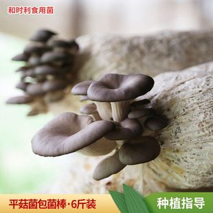 Грибные посадки бактерии черные грибы на основе грибов.