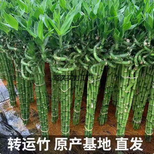 ����ˮ��ֲ���D�\���F���_�\��ˮ�B�͏d������������ؔ�҃�