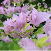 ����÷�����G�Ѵ��绨�������ļ��Nֲ���ٻ�����Ԯֲ���ͺ�