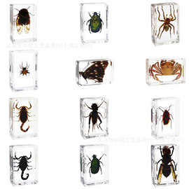 璟翎工艺昆虫标本蝴蝶蝎子金龟蜘蛛生物科普教学小众礼品树脂摆件