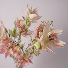 仿真花高品质南非新娘花仙女花手捧花束设计拍照道具空间美陈造景