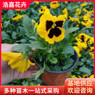 Petunia Potted Seedlings, Four-Season Outdoor Florals, Qianniu Seasonal Grass Florals, Hanging Petunia Plug Seedlings for May Day