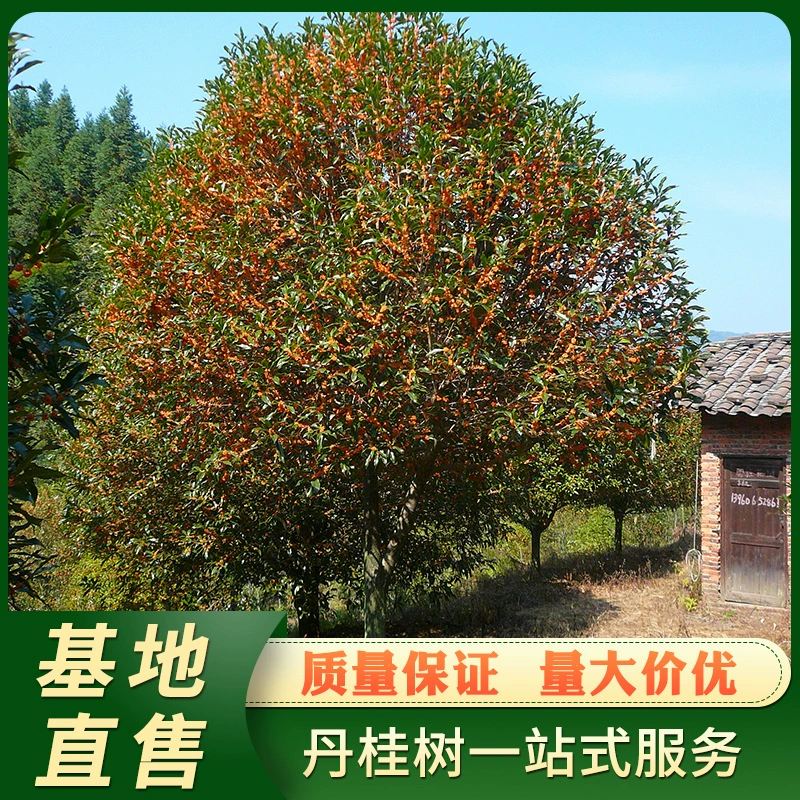 Pucheng Dangui 8-9 см четырехсезонный вечнозеленый сад османтус саженец деревьев зеленое дерево оптовая загрузка