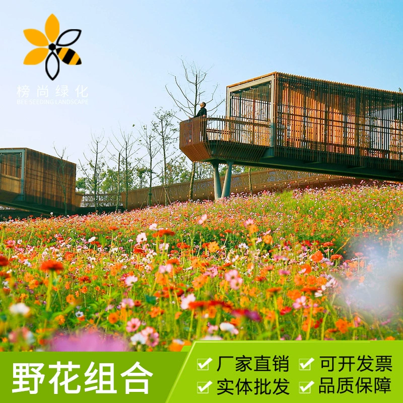 Семена смеси полевых цветов, цветущие круглый год, многолетние садовые цветочные семена, семена смеси полевых цветов.