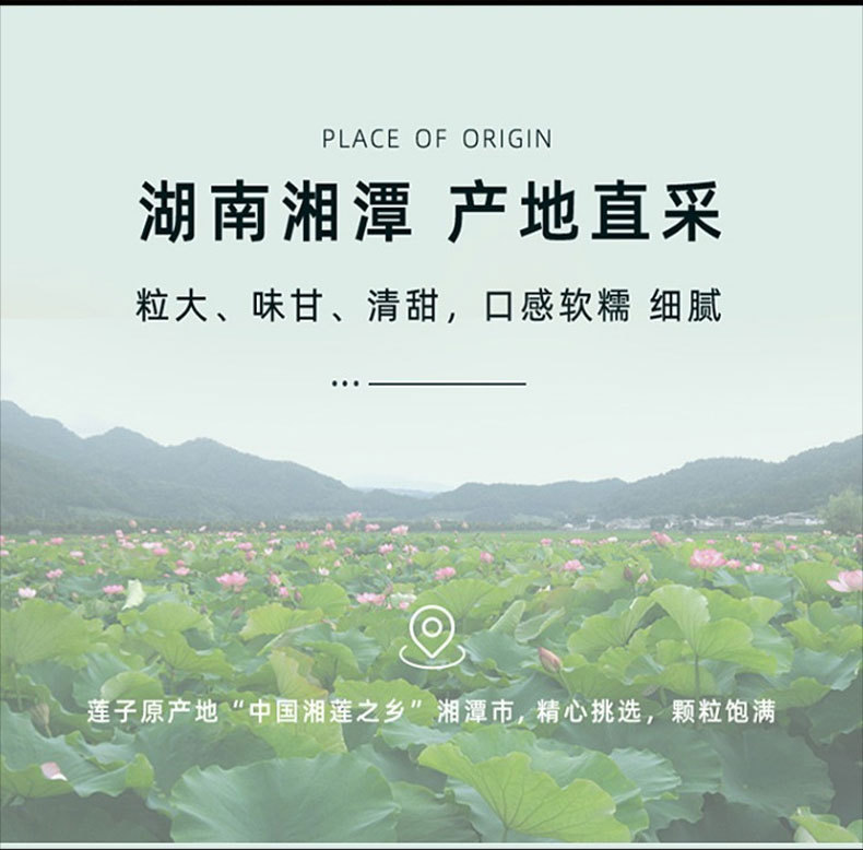 Lotus Seed (Nelumbo nucifera) — Peeled & Core-Removed White Lotus Seeds, Food Herb for Congee & Soup overview