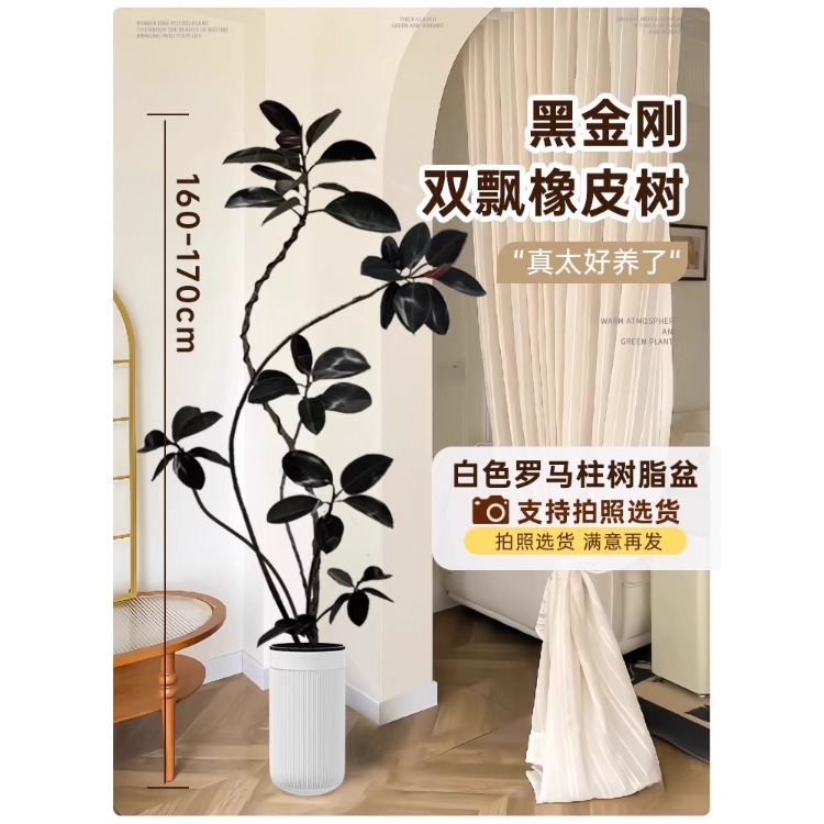[분위기 떠다니는 가지] 이중 떠다니는 가지 고무나무-1.6- 1.7m - 흰색 로마 기둥 수지 냄비-트레이 포함