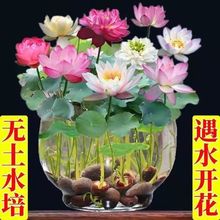 碗莲种四季开花七彩荷花水养莲花睡无土盆栽一件起批一件包邮
