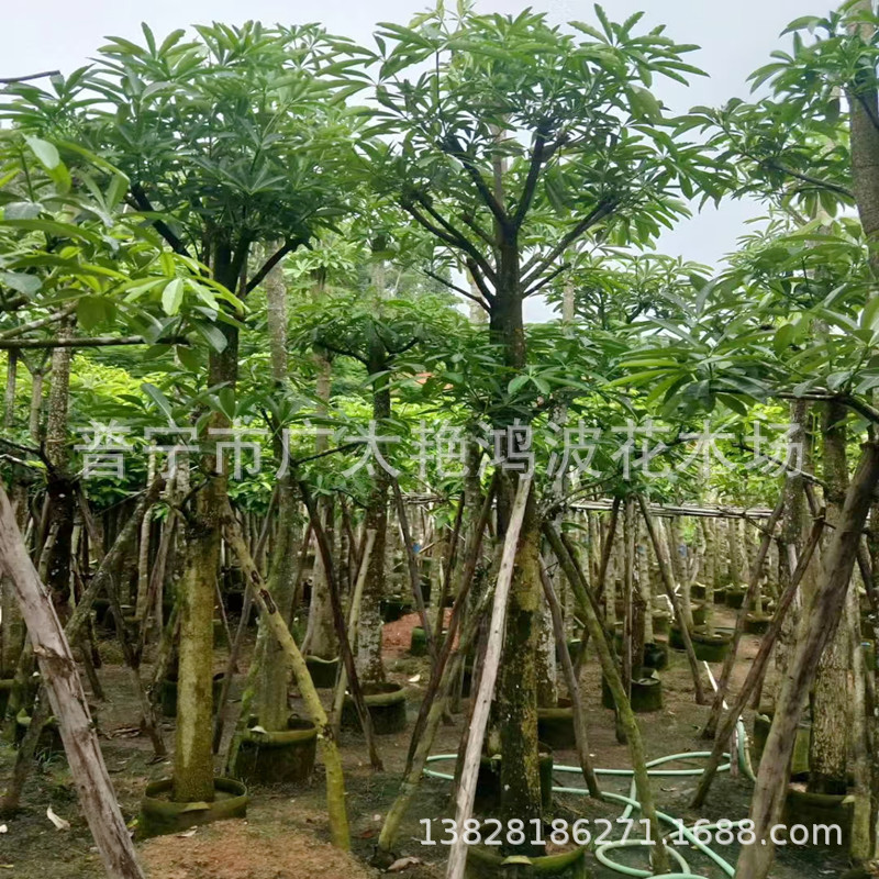 Puning Jieyang Pot Shelf Ground Planting Seedling Pot Shelf Transplanting Seedlings Courtyard Landscape Nutrition Cup Saplings Fake Planting Seedlings Trees