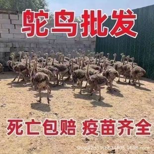 �����r�B����һ��������B���̹�ĸ����Ó��С�r�B��������l