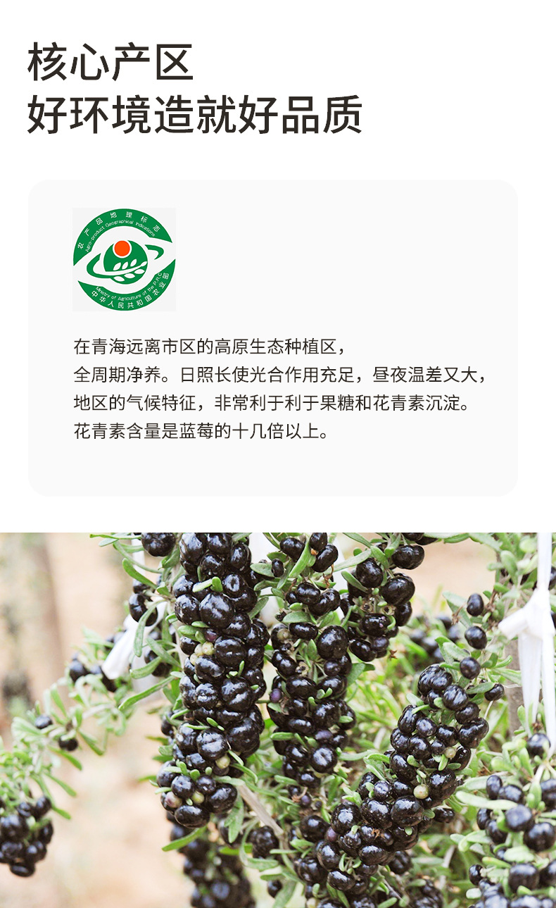 Premium Qinghai Black Goji Berries Hei Gou Qi Dried Whole Berries 250g Jar Seasonal New Harvest quality and texture