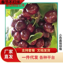 车厘子树苗樱桃树苖南方北方种植盆栽庭院果树矮化樱桃树大樱桃苗