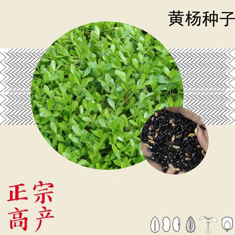 Оптом Семена Коробочная Пола Высокое Качество Кустарник Семена Коробке Ворона Язык Коробочная Семена Дыни Семена Boxpoon Семена