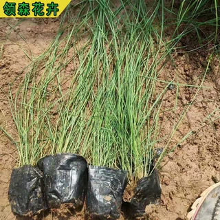 粉黛乱子草  网红草盆栽 花海园林景观绿化 基地现货