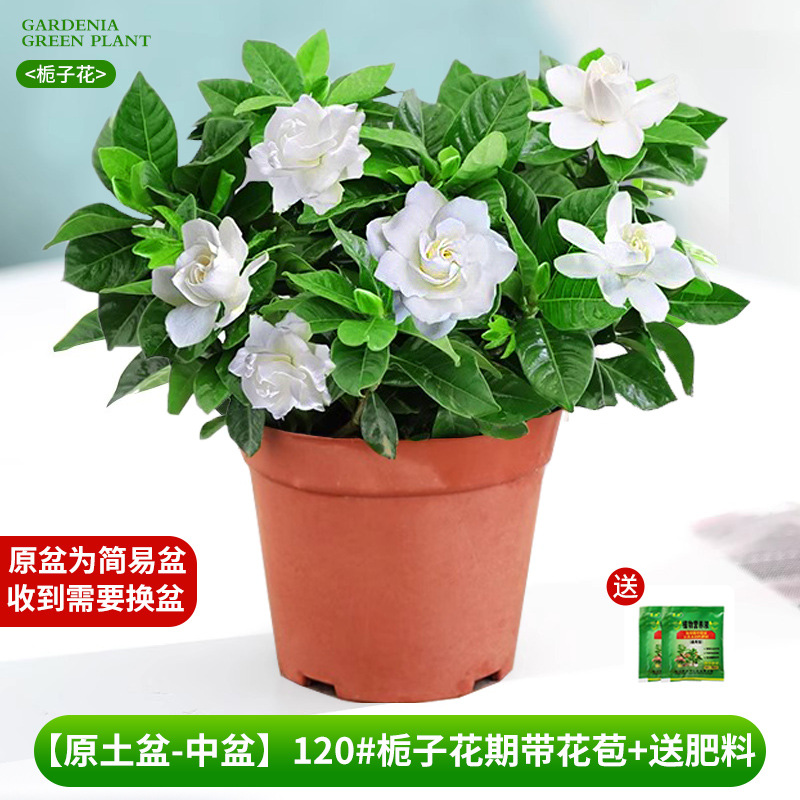 [Bacia de solo original-bacia média] 120 # Período de floração da gardênia com botões + fertilizante grátis