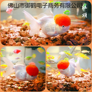 ���~�^�p�~С����ˮ�~�m����̩�{���ﵭˮ�ͻ��^�p�~�\��С�~